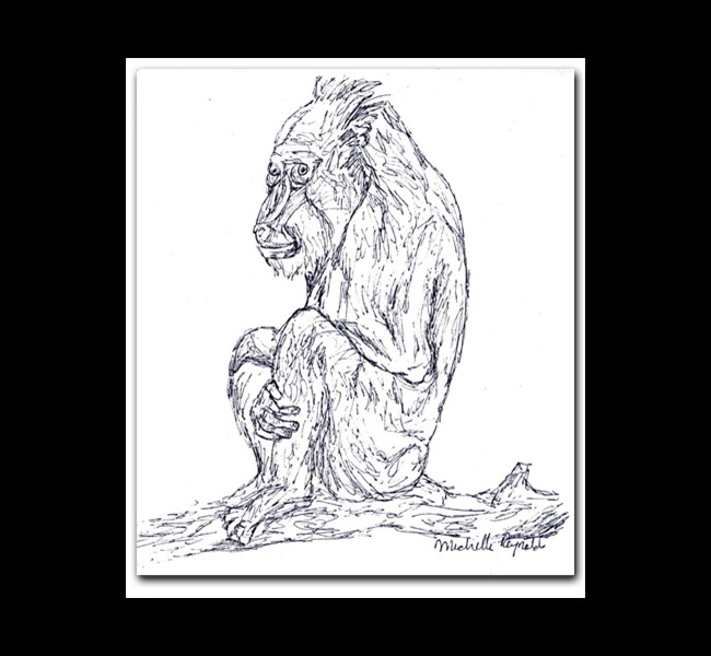 baboon