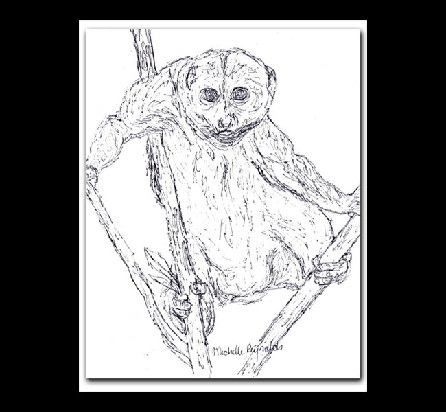 hangingsloth